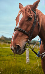 Obraz premium Portrait of a purebred brown horse chewing grass with mouth full, vertically