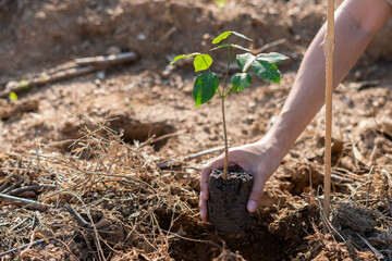 The hand of the farmer are planting the seedlings into the soil