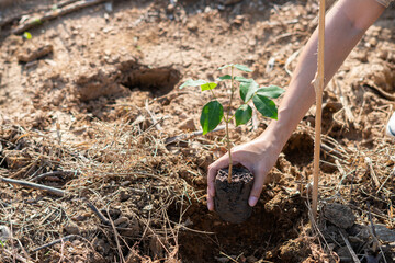 The hand of the farmer are planting the seedlings into the soil