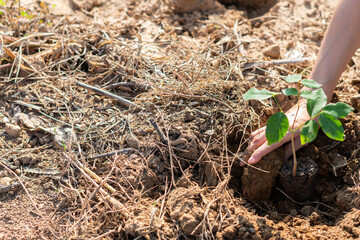 The hand of the farmer are planting the seedlings into the soil