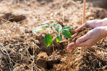The hand of the farmer are planting the seedlings into the soil