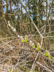 Common sallow