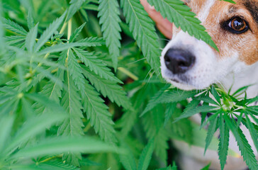 training of service dogs to search for cannabis plants. illegal cultivation of cannabis. narcotic...