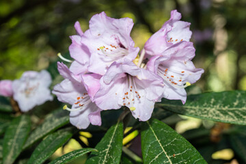 Obraz premium Rhododendron denudatum