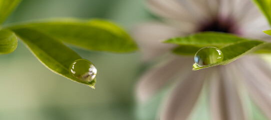 Fototapeta na wymiar macro photography of dewy flowers
