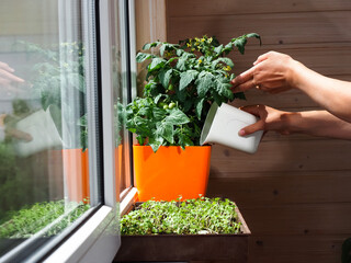 tomatoes in a pot on the windowsill watered by a woman