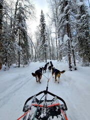 sled dog