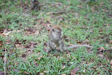 squirrel in the park
