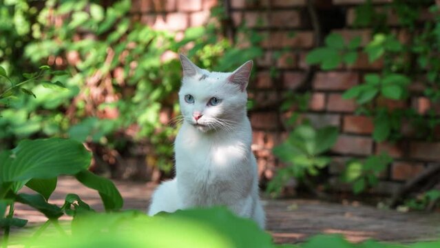 White cat looking around in the garden