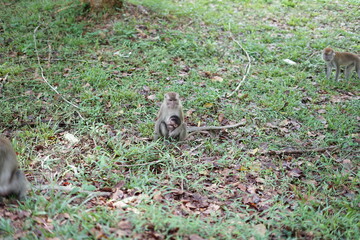 squirrel in the park