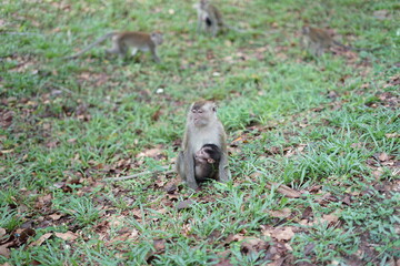 squirrel in the park