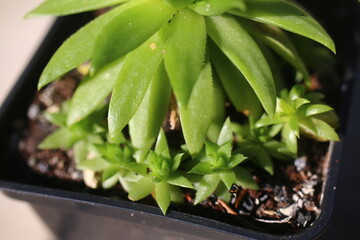 Jovibarba HIRTA Rojownik succulent