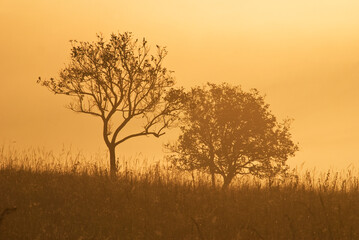 Obraz premium The silhouette of Savana tree during sunset