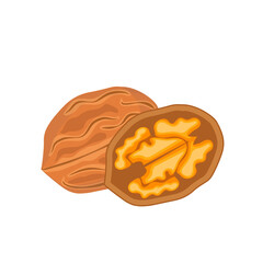 Delicious nut on a white background, illustrative