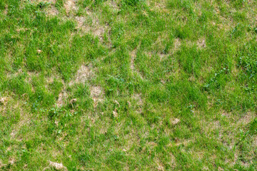 Background with fresh grass sprouting through dried last year's grass.
