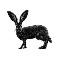 Jackrabbit hand drawing vector illustration isolated on background © tya studio