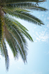 Naklejka na ściany i meble palm tree and blue sky