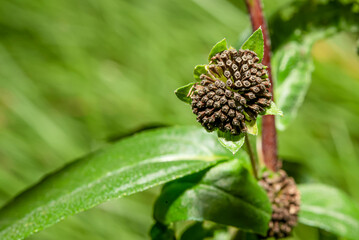 The seed of the grass ready for growth.