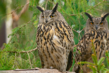 two long-eared owls (asio otus) sitting on a spruce branch