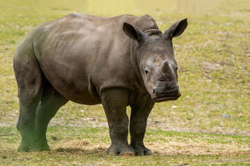 Fototapeta premium Neushoorn - Rhino