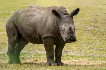 Fototapeten Neushoorn -  Rhino © Holland-PhotostockNL