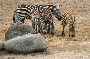 Fototapeta na wymiar Zebra's - Zebra's