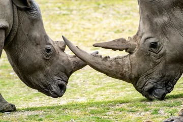Fototapeten Neushoorn -  Rhino © Holland-PhotostockNL