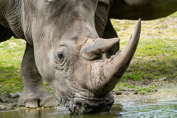 Naklejka premium Neushoorn - Rhino