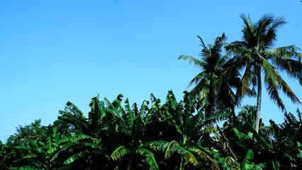 Green bananas and coconut trees with bluesky background © Syaradin