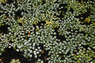 Plants on the surface of the lake. Algae on the water in the sun glare. Plants on the surface of the lake in the sun glare.
