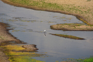 Oiseaux dans la Loire