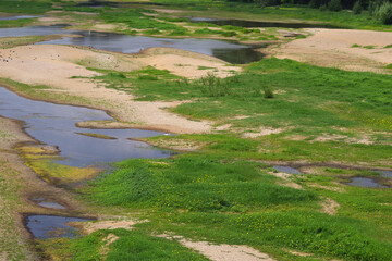 Échassiers en bord de Loire