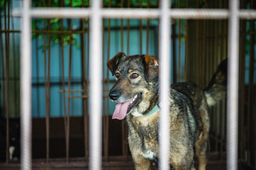 Dog in animal shelter waiting for adoption. Portrait of homeless dog in animal shelter cage.
