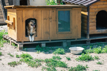 Dog rest in booths at an animal shelter. Dog sitting in a wooden kennel.