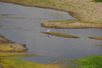 Échassiers en bord de Loire