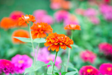 Orange Zinnia flowers in a Garden