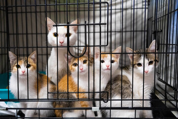 a cat family in a cage. sad cats in a cage. kittens with mom