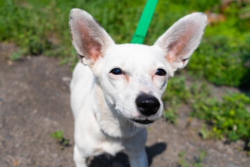 funny dog with big ears with tongue hanging out. small white dog