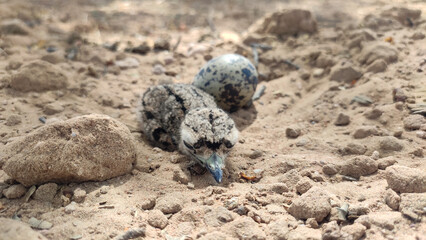 New born baby bird of Red wattled lapwing with egg