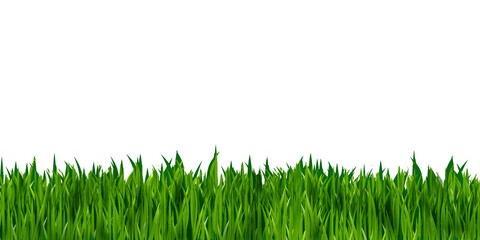 Green grass realistic  isolated on white background