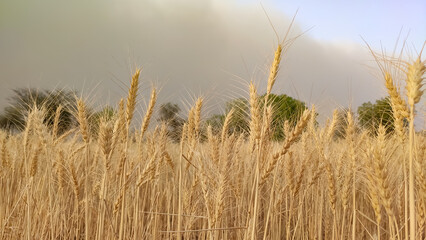 Fototapeta premium Golden ripped field of wheat crop