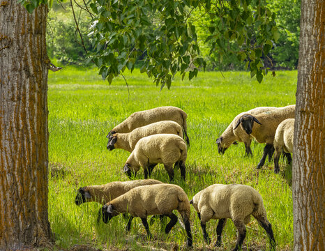 A group of sheep on a pasture stand next to each other. A small herd of Suffolk sheep with black face and legs