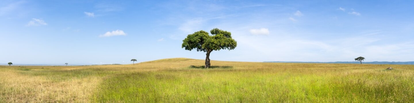  Lonely Acacia tree in the Maasai Mara, Kenya, Africa