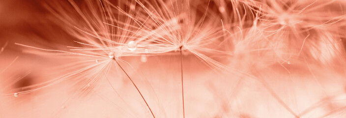 a drop of water on a dandelion. dandelion on a red background with copy space close-up. banner