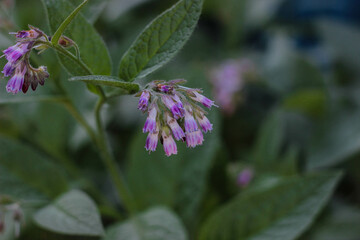 a bunch of small purple flowers in the shade of a garden