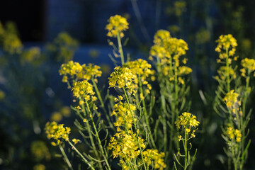bush of yellow flowers in sunlight