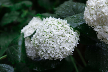 white hydrangea bush in the garden after rain