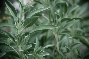 Sage plant close up view, officinal herbs, gardening concept. Nature plant background