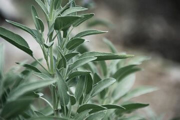 Sage plant close up view, officinal herbs, gardening concept. Nature plant background