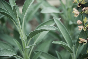 Sage plant close up view, officinal herbs, gardening concept. Nature plant background